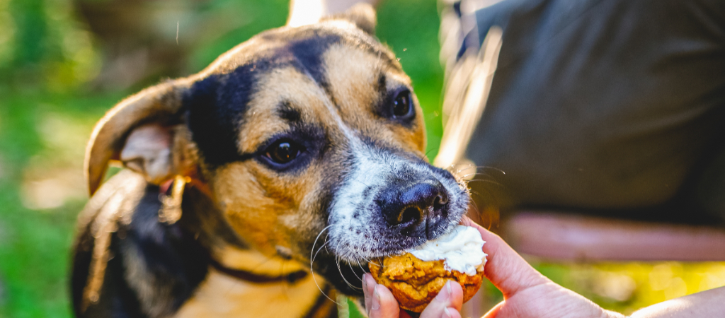 A small calico dog takes a dog-friendly cupcake from a woman's hand outside.