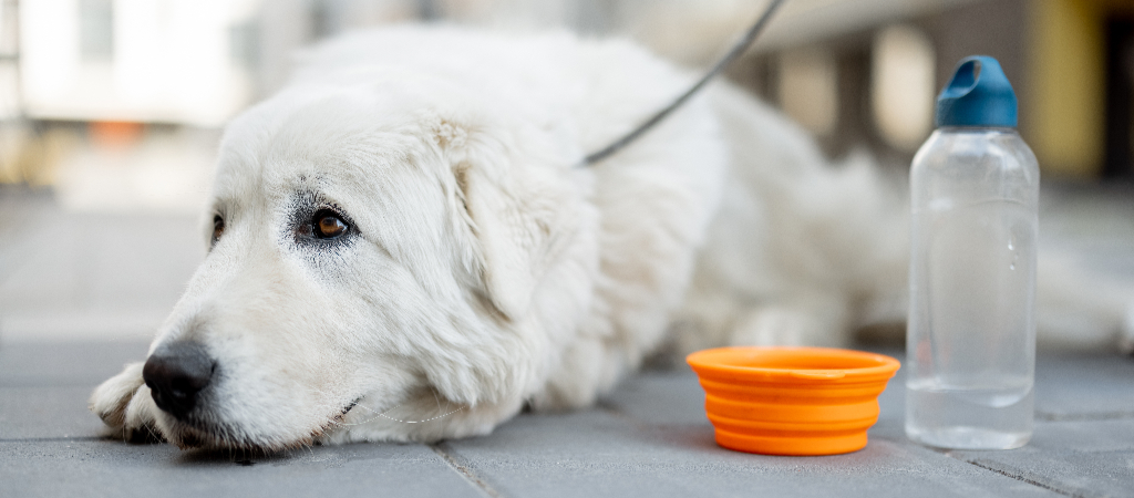 A large white dog rests on a patio with an orange collapsible bowl and a water bottle next to them.