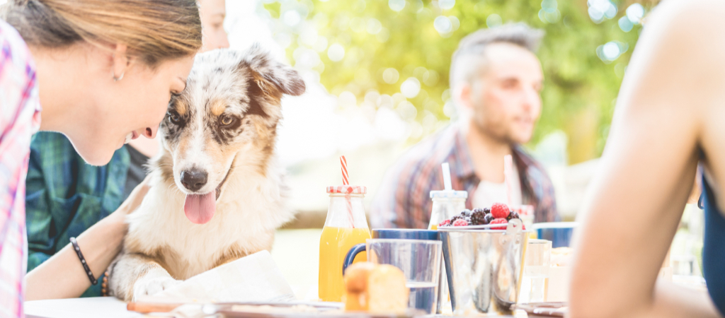A woman leans over to pet an Australian Shepherd in a friend's lap at a breakfast table outside.
