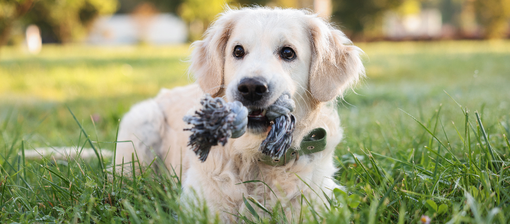 A golden retriever puppy holds a rope toy in their mouth while sitting in dewy grass in a park on a sunny morning.