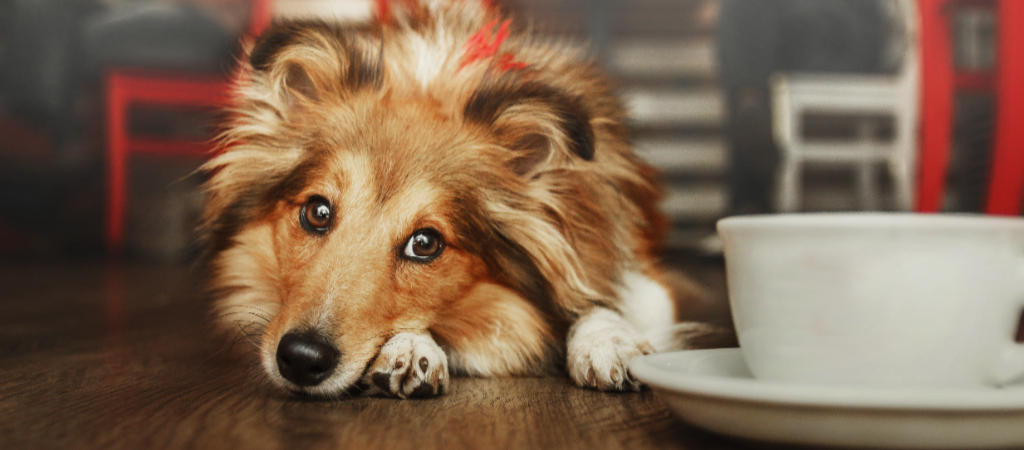 A Sheltie lays their head on the ground while looking past a coffee mug on the floor inside a cafe.